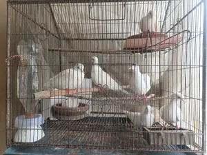 অস্ট্রেলিয়ান ঘুঘু