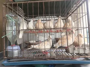 অস্ট্রেলিয়ান ঘুঘু