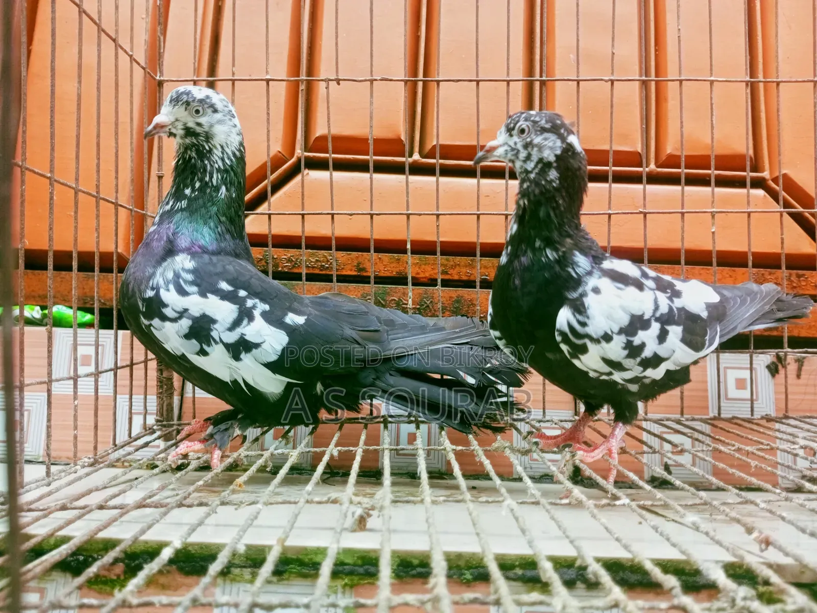 কলার ম্যাচিং কবুতর জোড়া