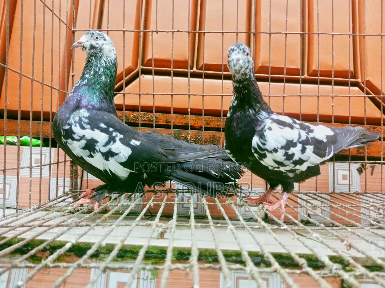 কলার ম্যাচিং কবুতর জোড়া