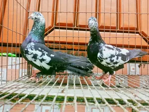 কলার ম্যাচিং কবুতর জোড়া