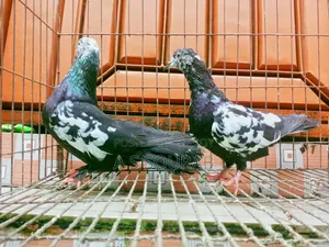 কলার ম্যাচিং কবুতর জোড়া