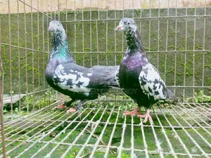 কলার ম্যাচিং কবুতর জোড়া