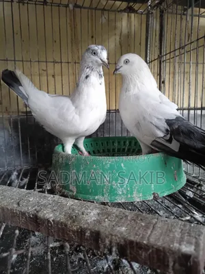 Kaldom Kobutar
