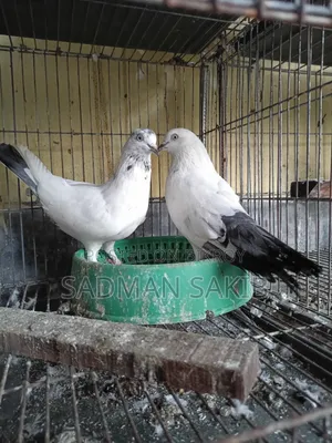 Kaldom Kobutar
