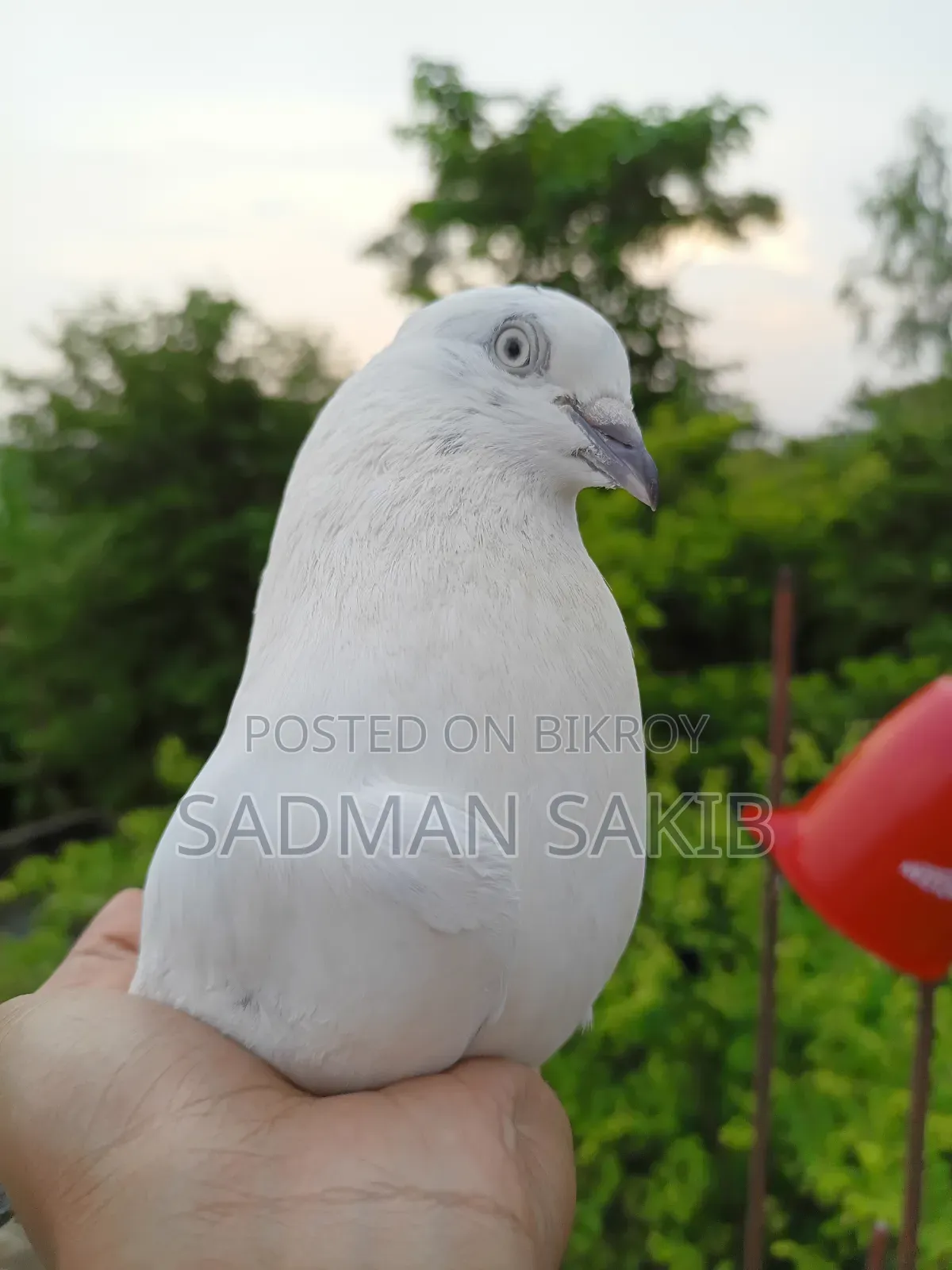 Kaldom Kobutar
