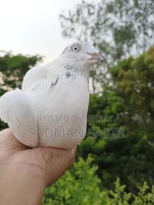 Kaldom Kobutar