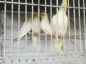 ককাটেল পাখি