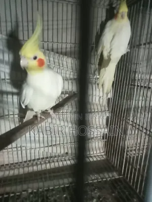 ককাটেল পাখি