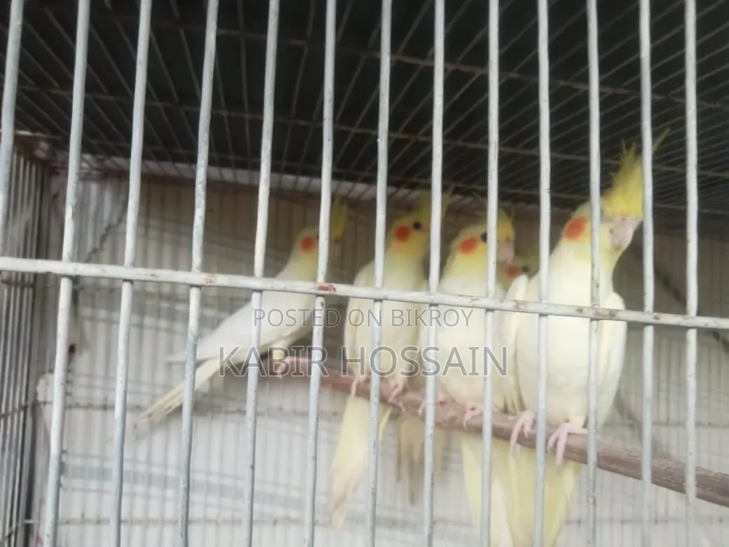 ককাটেল পাখি