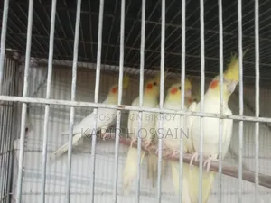 ককাটেল পাখি