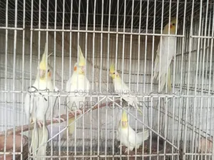 ককাটেল পাখি