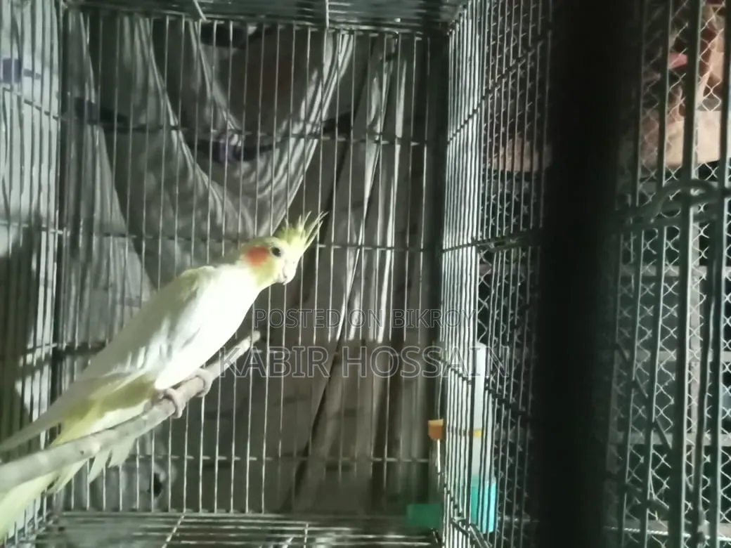 ককাটেল পাখি