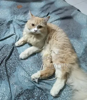 ৬-১২ মাসের পুরুষ বিশুদ্ধ পার্সিয়ান বিড়াল