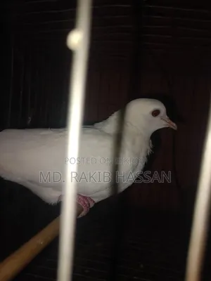 অষ্ট্রেলিয়ান ঘুঘু