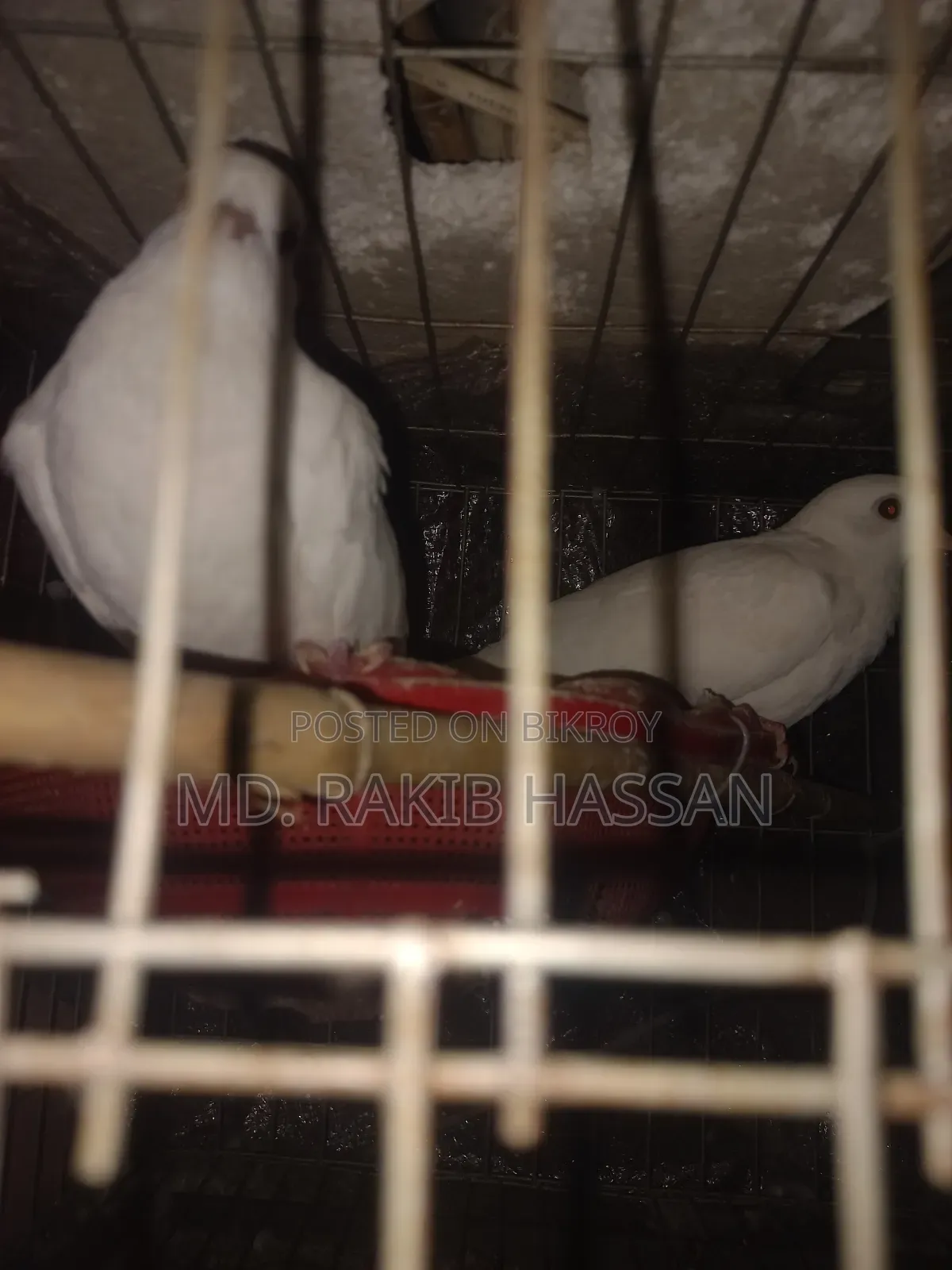 অষ্ট্রেলিয়ান ঘুঘু