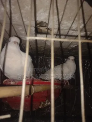 অষ্ট্রেলিয়ান ঘুঘু