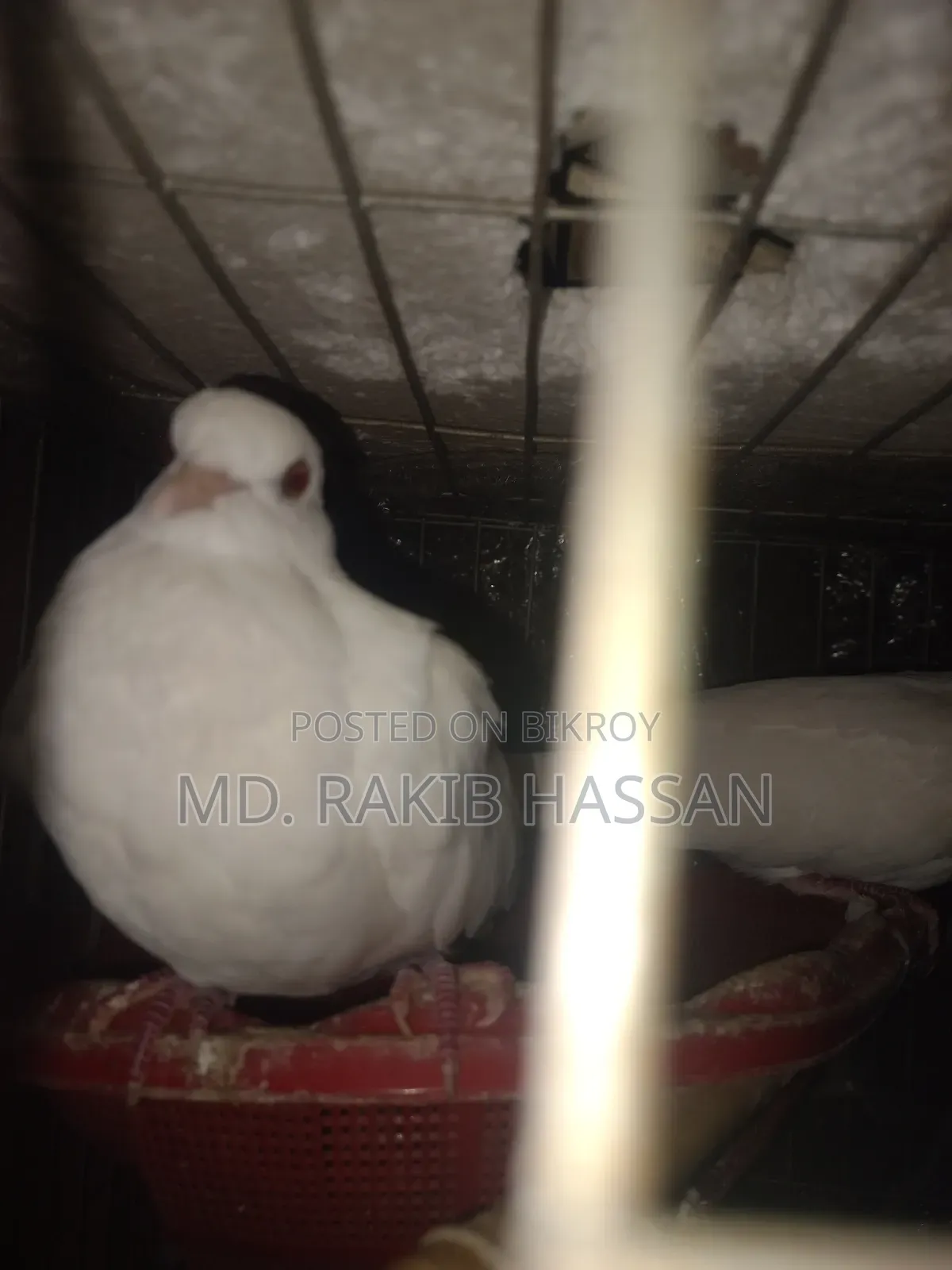 অষ্ট্রেলিয়ান ঘুঘু