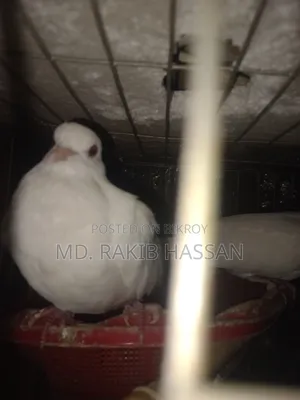 অষ্ট্রেলিয়ান ঘুঘু