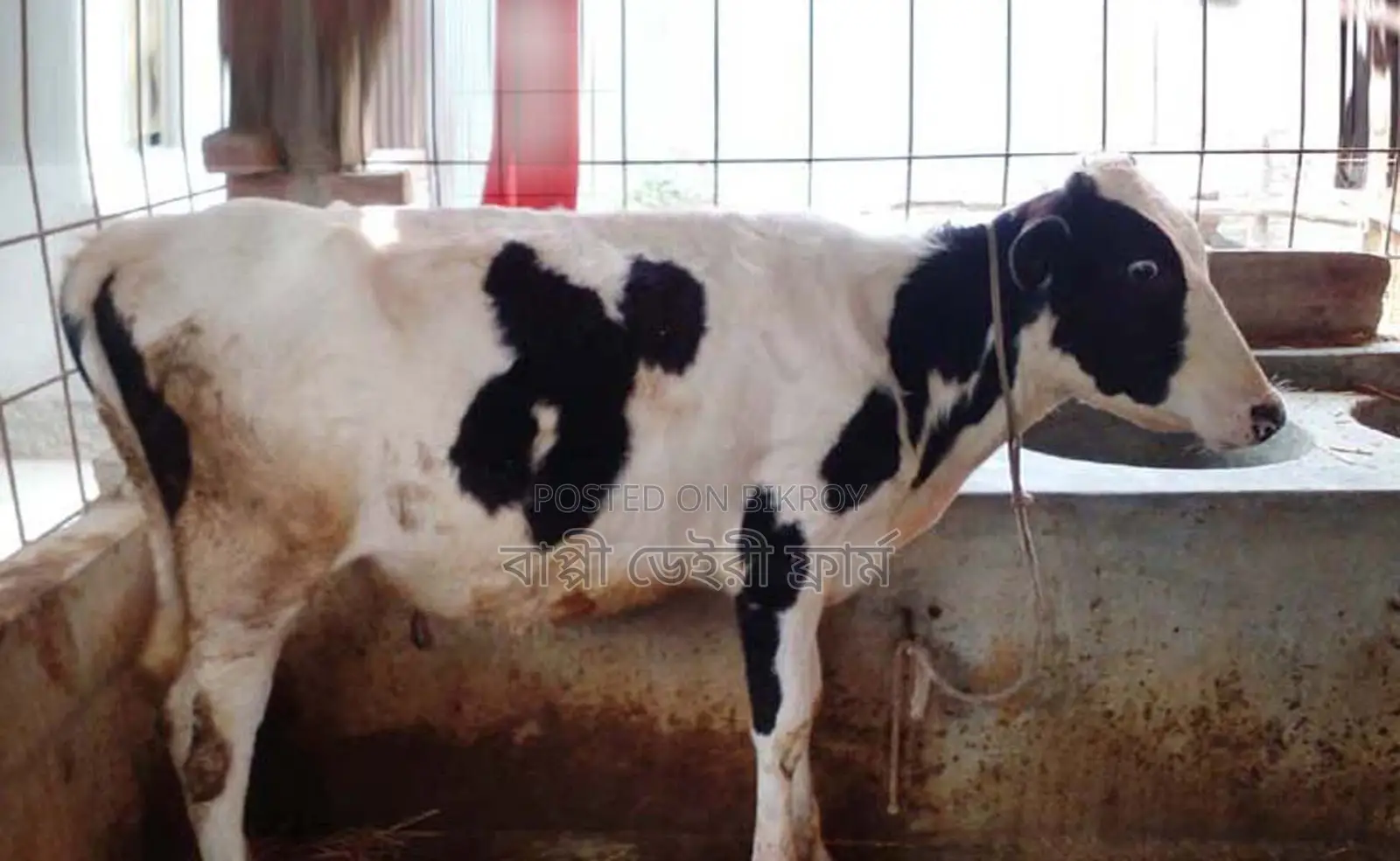 ১৬০৬ নং বকনা বাছুর গরু বিক্রয় হবে।
