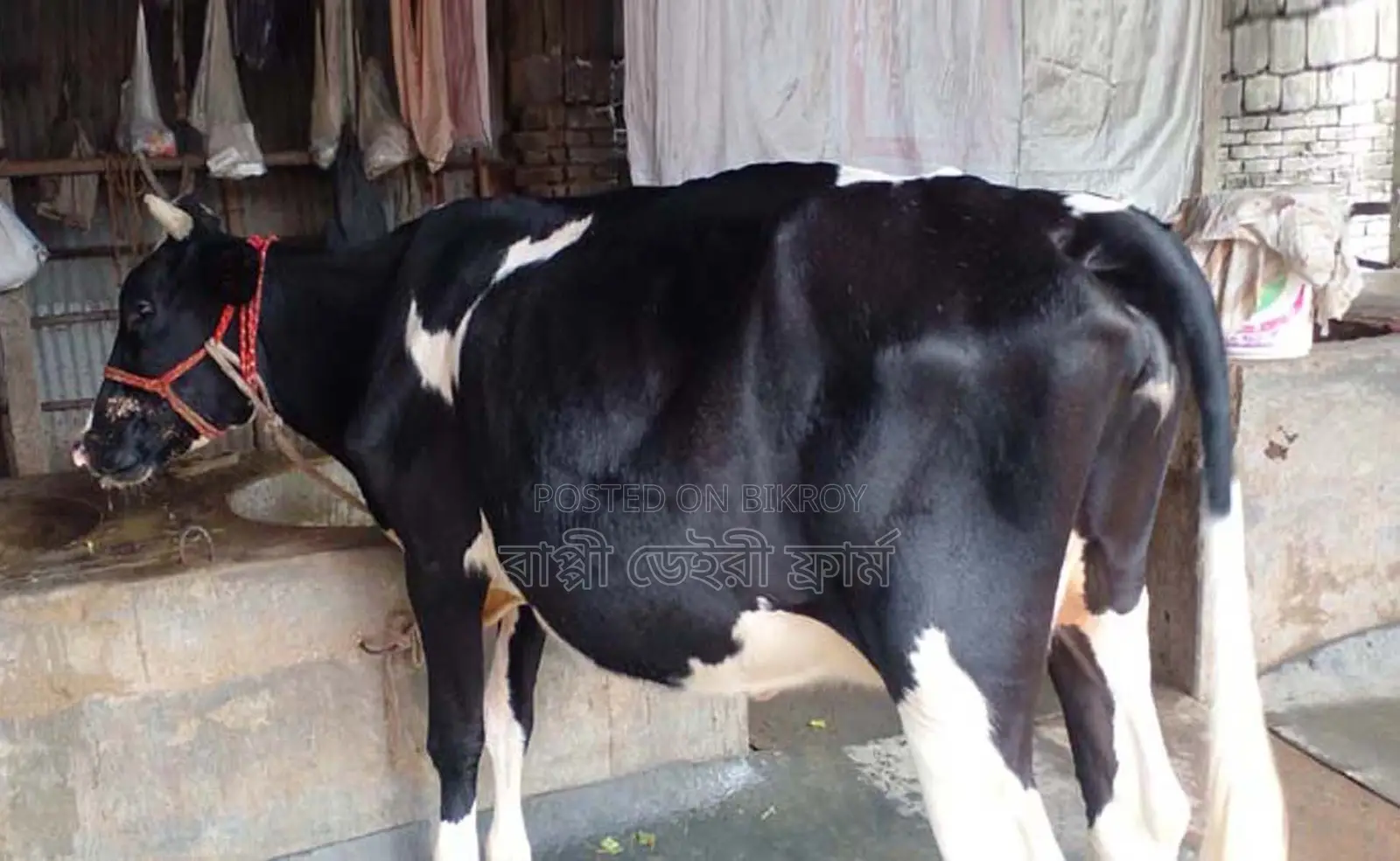 ১৬০৭নং উন্নত জাতের গাভী গরু ।