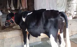 ১৬০৭নং উন্নত জাতের গাভী গরু ।