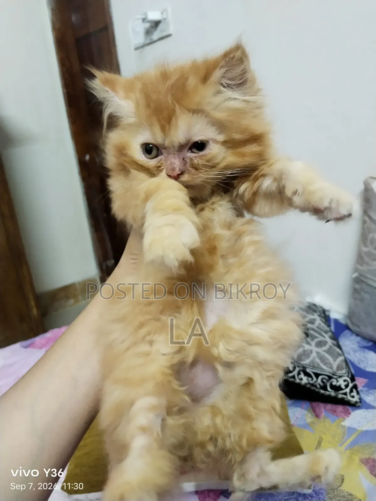 1-3 months Male Purebred Persian