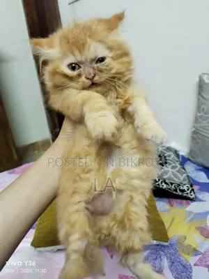 1-3 months Male Purebred Persian