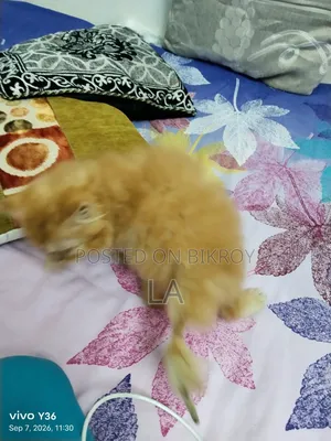 1-3 months Male Purebred Persian