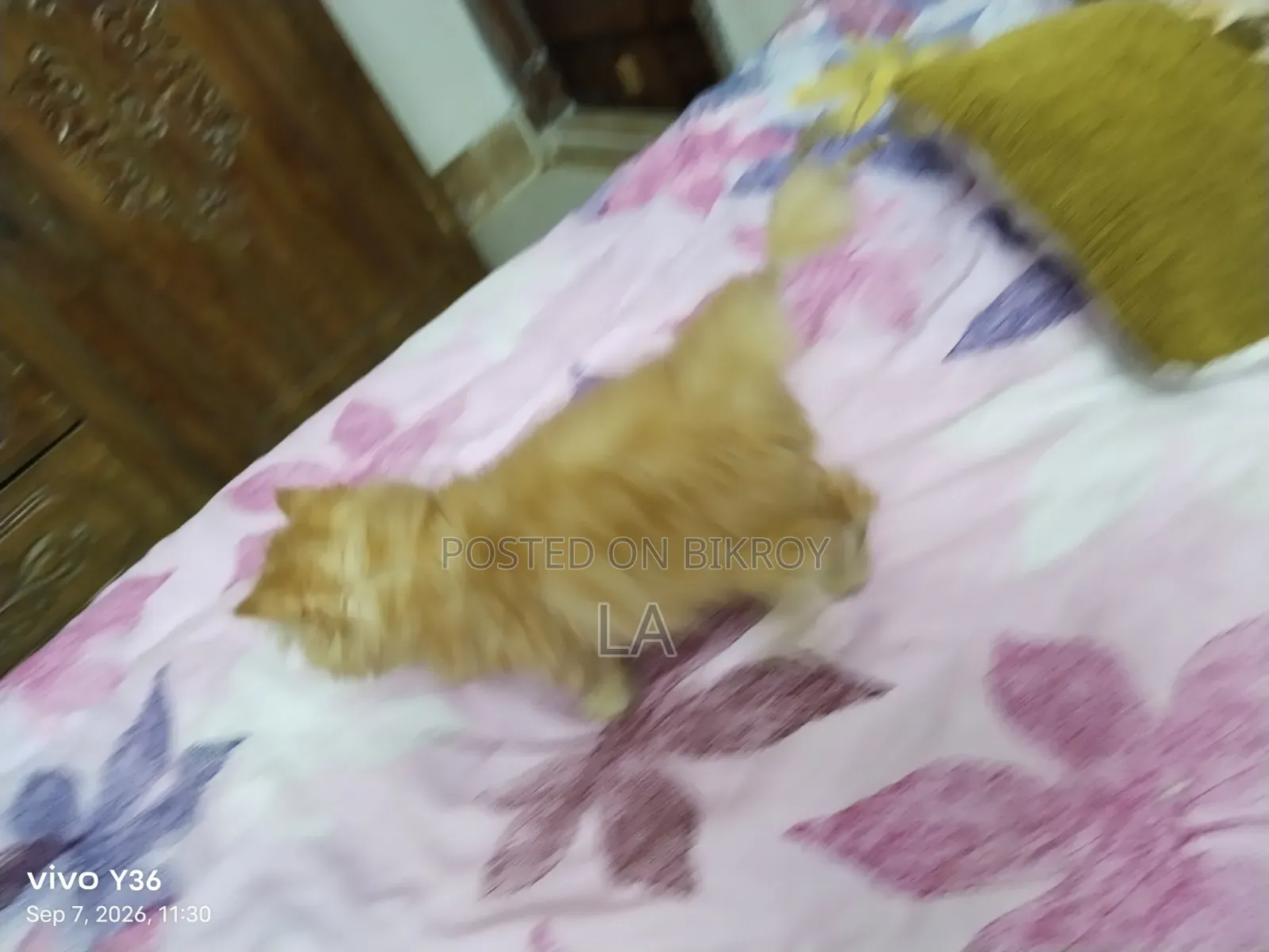 1-3 months Male Purebred Persian