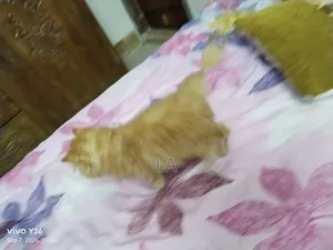 1-3 months Male Purebred Persian