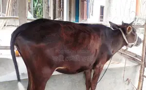 ১৬০৮নং উন্নত জাতের বকনা বিক্রয় হবে।