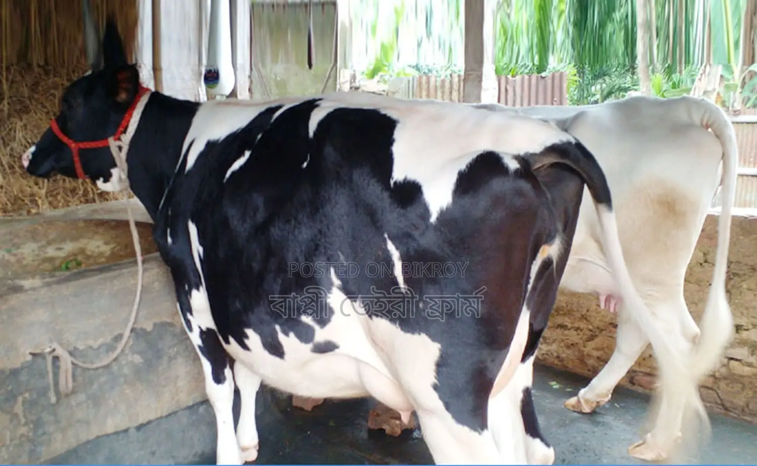 ১৬০৯ নং উন্নত জাতের গাভী বিক্রয় হবে।