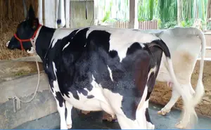১৬০৯ নং উন্নত জাতের গাভী বিক্রয় হবে।