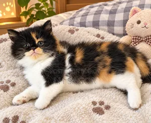 1-3 Months Female Purebred Persian