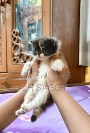 1-3 Months Female Purebred Persian