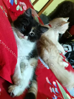 1-3 Months Female Purebred Persian