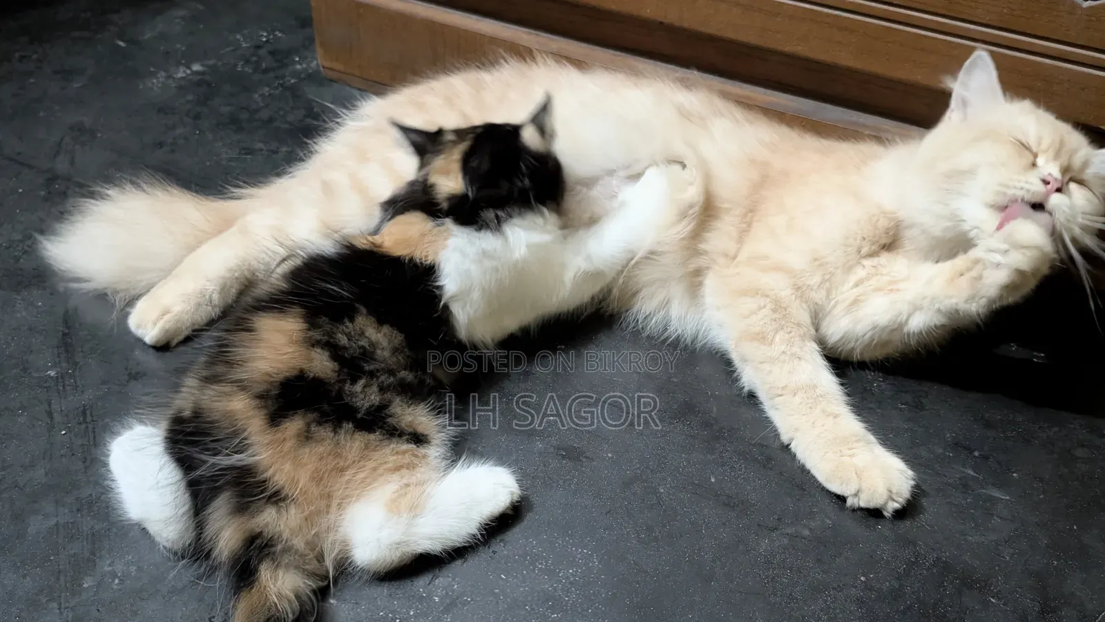 1-3 Months Female Purebred Persian