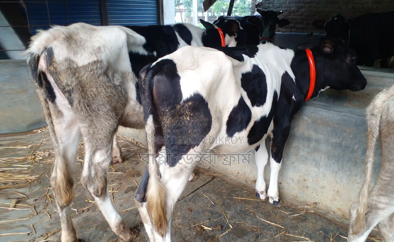 ১৬১০নং ২টি বকনা বাছুর গরু বিক্রয় হবে ।