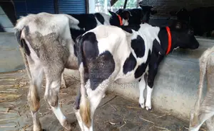 ১৬১০নং ২টি বকনা বাছুর গরু বিক্রয় হবে ।