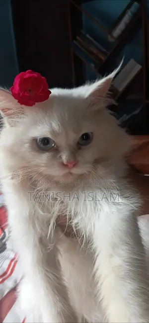 3-6 Months Male Purebred Persian