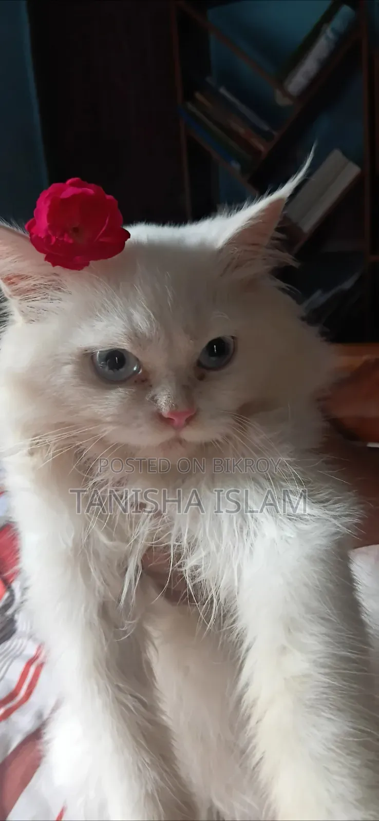 3-6 Months Male Purebred Persian