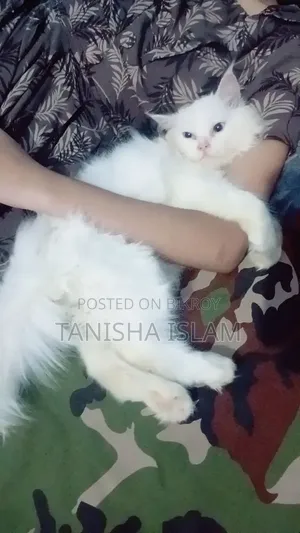 3-6 Months Male Purebred Persian