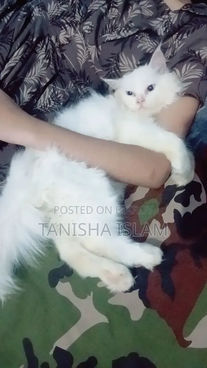 3-6 Months Male Purebred Persian