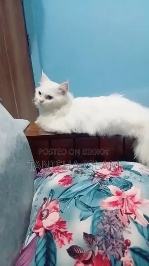 3-6 Months Male Purebred Persian