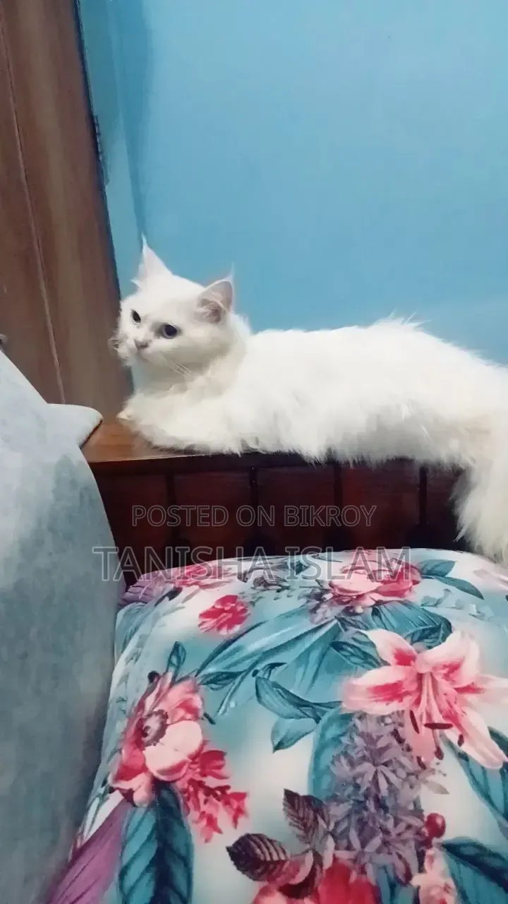 3-6 Months Male Purebred Persian