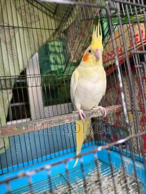 Lutino Cockatiel Adult Male