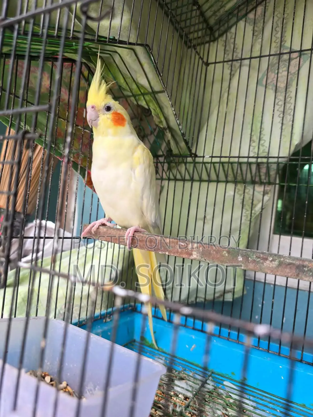 Lutino Cockatiel Adult Male
