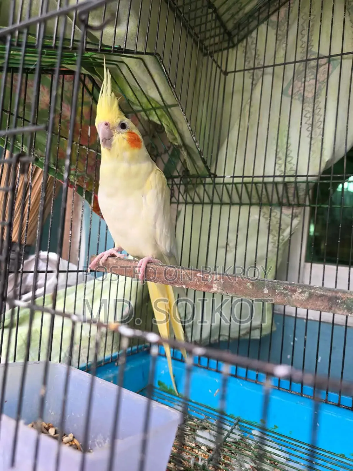 Lutino Cockatiel Adult Male