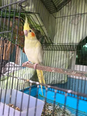 Lutino Cockatiel Adult Male